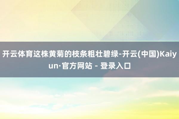 开云体育这株黄菊的枝条粗壮碧绿-开云(中国)Kaiyun·官方网站 - 登录入口